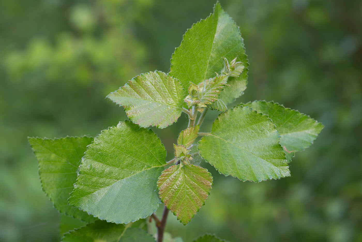 Betula alba